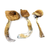 Order Golden Teacher Mushrooms online