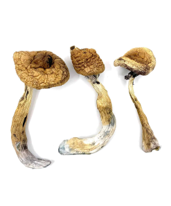 Order Golden Teacher Mushrooms online