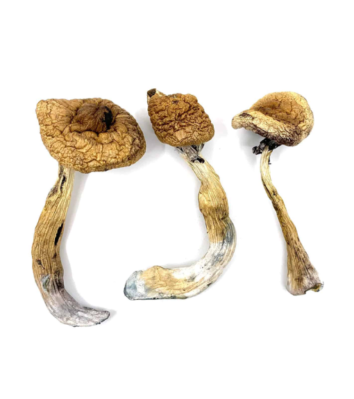 Order Golden Teacher Mushrooms online