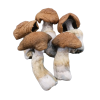 Where to buy Mazatepec Mushrooms