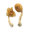 Where to buy Penis Envy Mushrooms