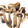 Where to order Cubensis Mushrooms