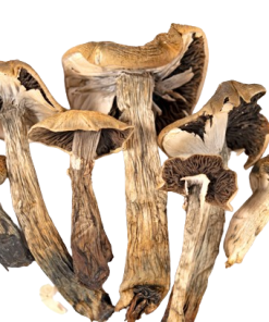 Where to order Cubensis Mushrooms