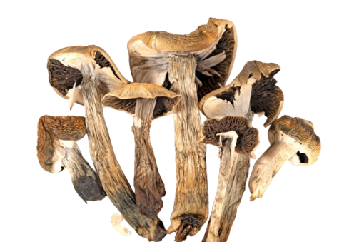 Where to order Cubensis Mushrooms