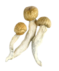 Where to order Texas Penis Envy Magic Mushrooms